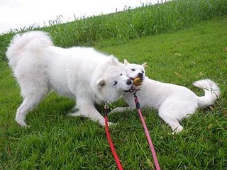 dote2010115.jpg