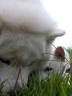 dote2010116.jpg