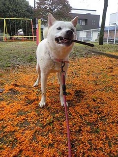 dote2010118.jpg
