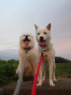 dote2010161.jpg