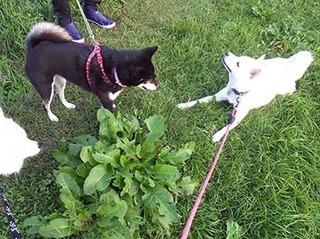 dote2010187.jpg