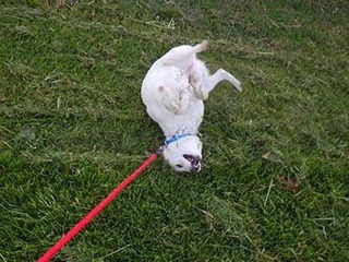 dote2011017.jpg