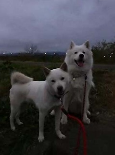 dote2012021.jpg