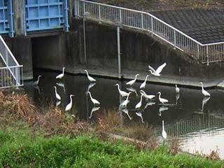 dote2012026.jpg