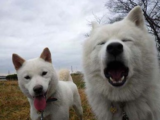 dote2012028.jpg