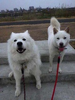 dote2012032.jpg