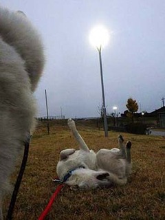 dote2012033.jpg