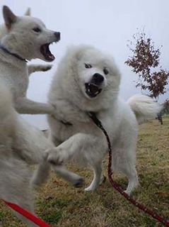 dote2012035.jpg