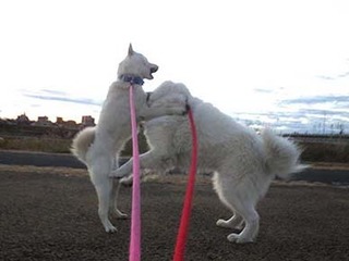 dote2012043.jpg