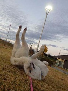 dote2012044.jpg