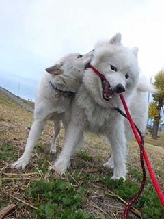 dote2012053.jpg