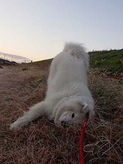 dote2012062.jpg