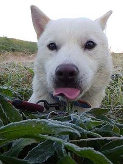 dote2012066.jpg