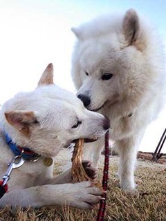 dote2012072.jpg