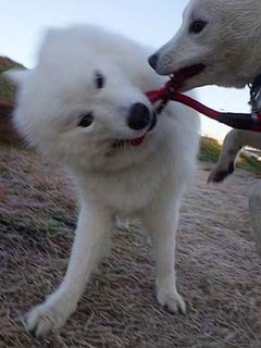 dote2012076.jpg