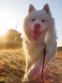 dote2012077.jpg