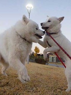 dote2012082.jpg