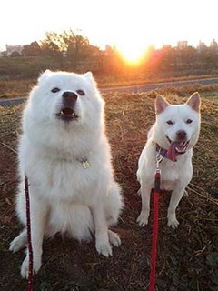 dote2012083.jpg