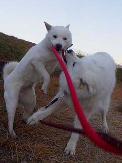 dote2012084.jpg