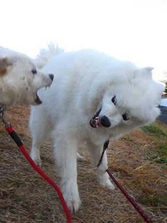 dote2012085.jpg