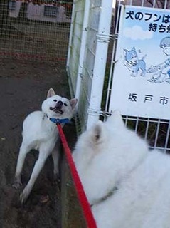 dote2012087.jpg