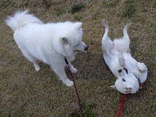 dote2012092.jpg