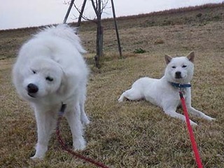 dote2012094.jpg