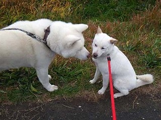 dote2012095.jpg