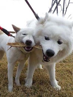 dote2012096.jpg