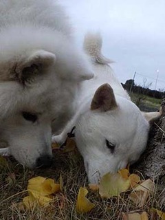 dote2012108.jpg