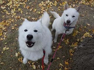 dote2012109.jpg