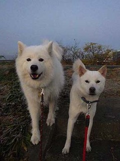 dote2012111.jpg