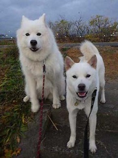dote2012131.jpg
