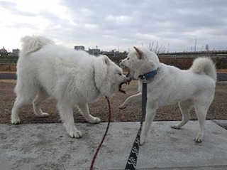 dote2012132.jpg