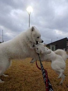 dote2012133.jpg