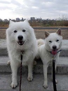 dote2012135.jpg