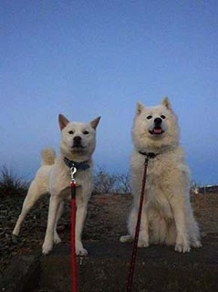 dote2012151.jpg