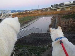 dote2012162.jpg