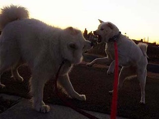 dote2012172.jpg