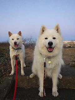 dote2012181.jpg