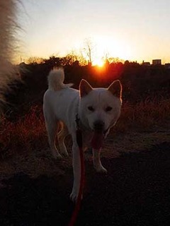 dote2012183.jpg