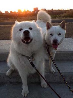 dote2012198.jpg