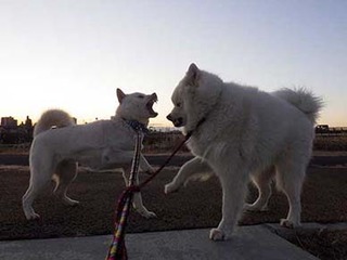 dote2012223.jpg