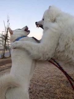 dote2012225.jpg