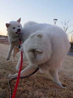 dote2012233.jpg
