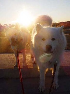 dote2012237.jpg