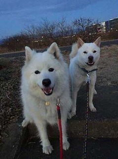 dote2012241.jpg