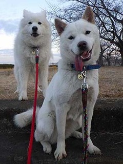 dote2012242.jpg
