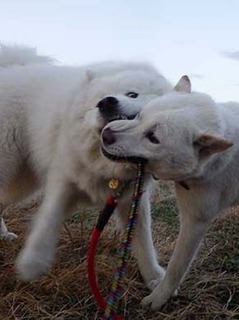 dote2012243.jpg