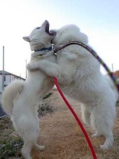dote2012246.jpg